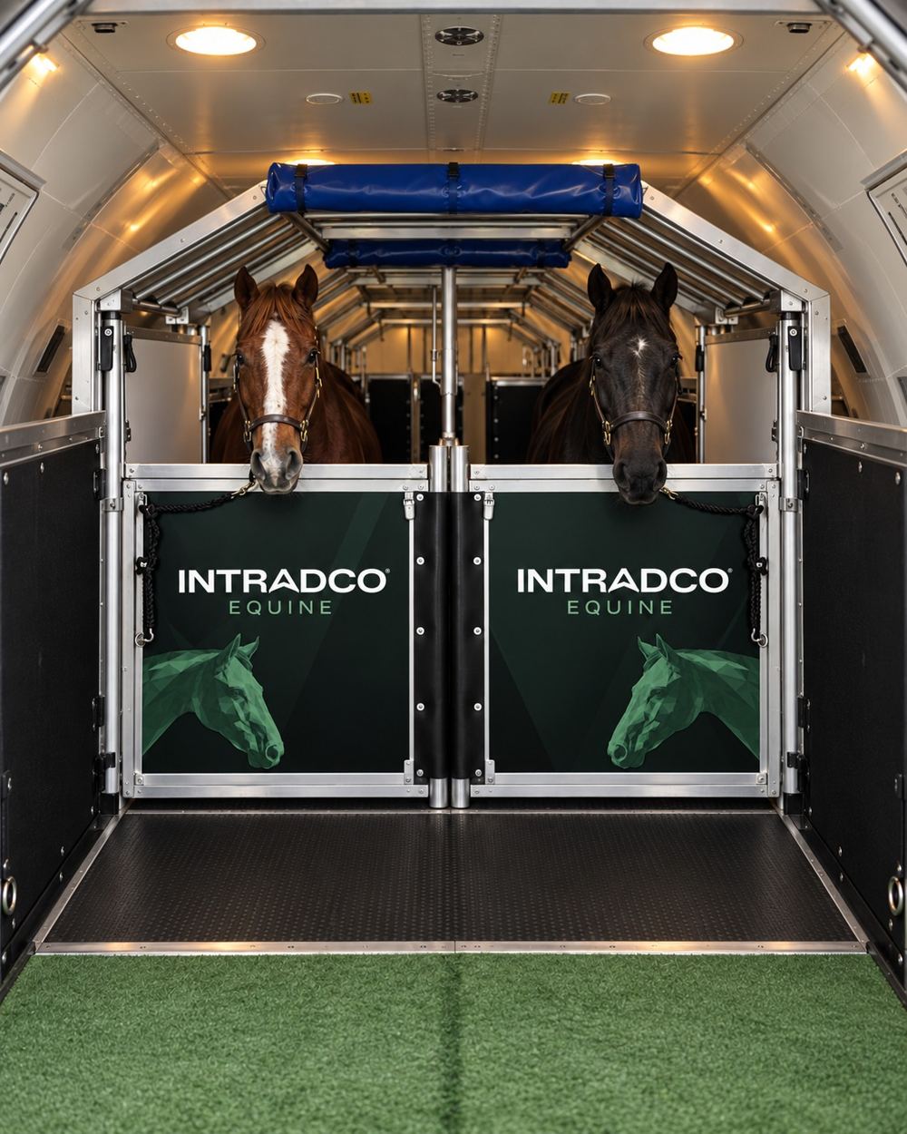 Two horses in an Intradco HAY stall inside the aircraft